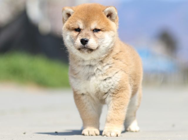 FP5A9607-puppy FP5A9607-puppy