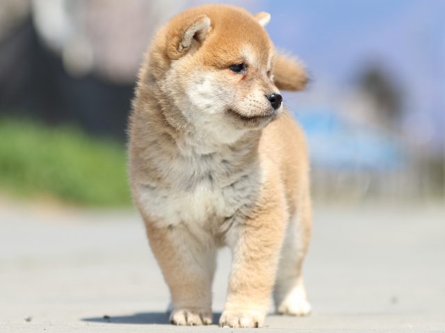 FP5A9609-puppy FP5A9609-puppy