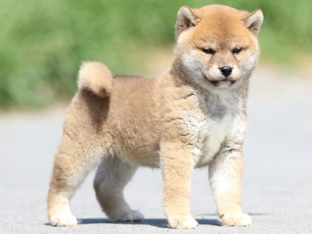 FP5A9621-puppy FP5A9621-puppy