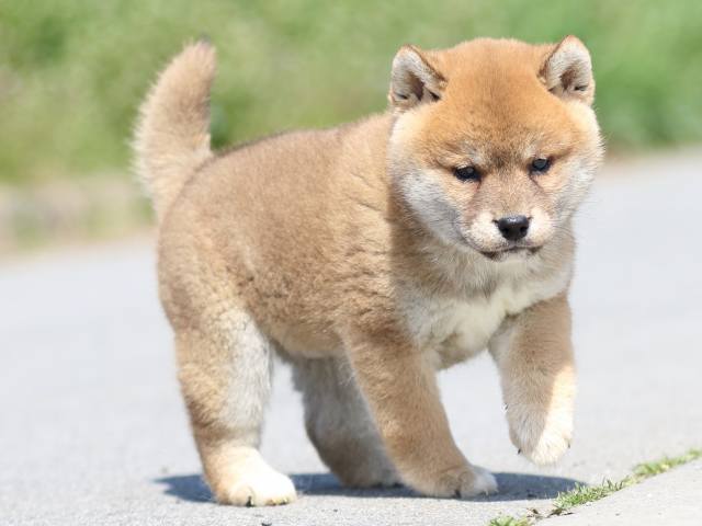 FP5A9639-puppy FP5A9639-puppy