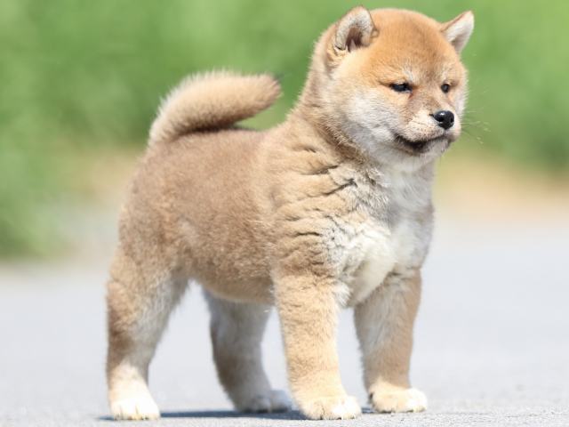 FP5A9649-puppy FP5A9649-puppy