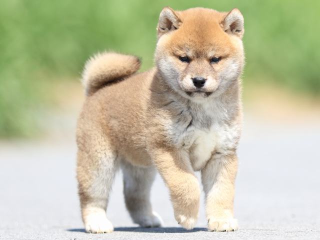 FP5A9655-puppy FP5A9655-puppy