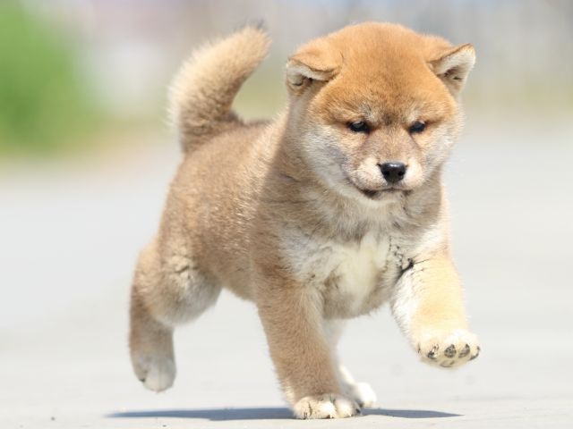 FP5A9672-puppy FP5A9672-puppy