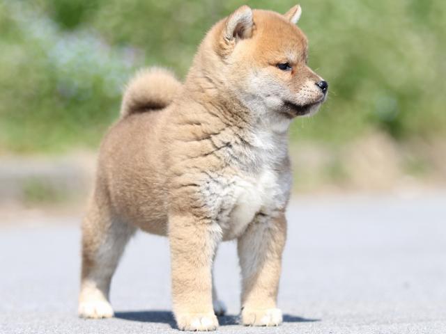 FP5A9702-puppy FP5A9702-puppy