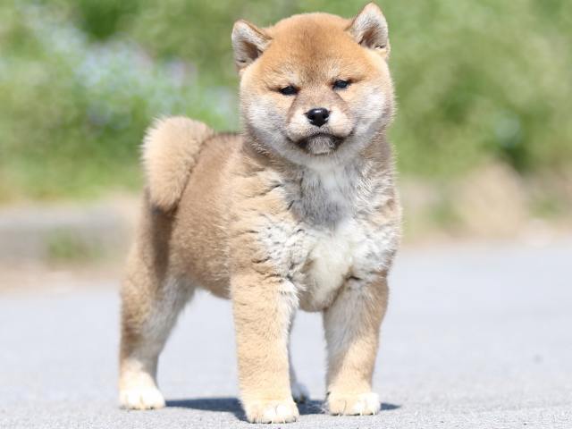 FP5A9706-puppy FP5A9706-puppy