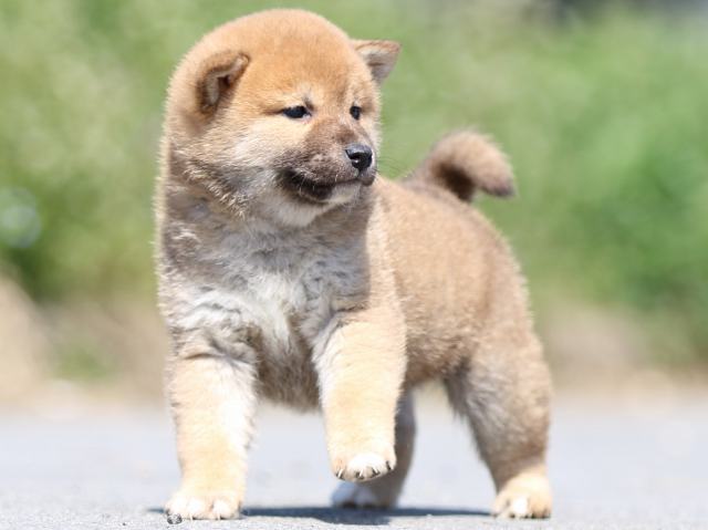 FP5A9721-puppy FP5A9721-puppy