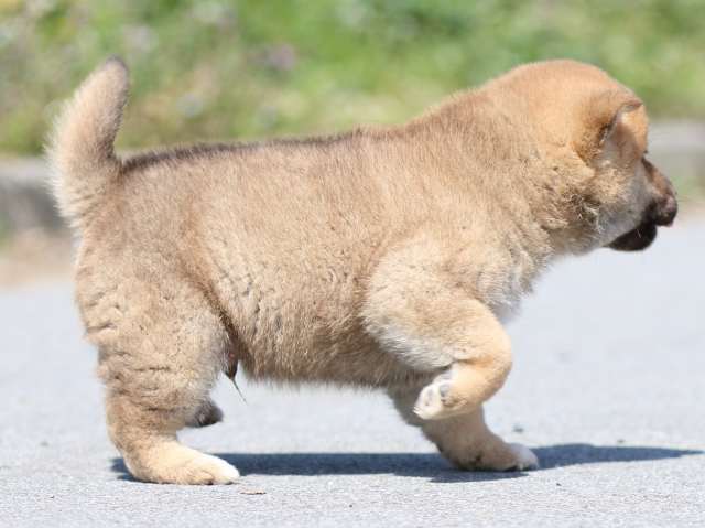 FP5A9791-puppy FP5A9791-puppy