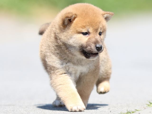 FP5A9811-puppy FP5A9811-puppy