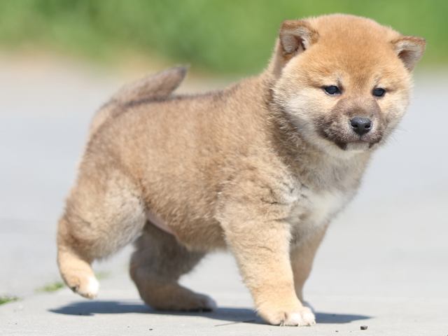 FP5A9827-puppy FP5A9827-puppy