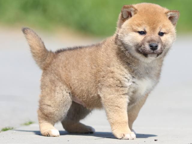 FP5A9828-puppy FP5A9828-puppy