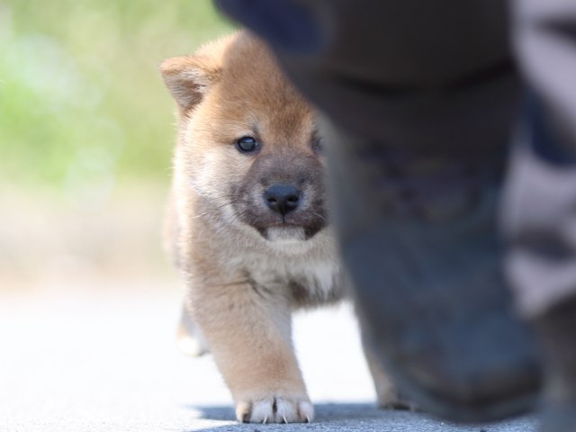 FP5A9870-puppy FP5A9870-puppy