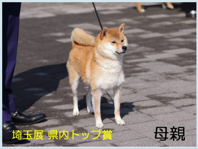 もず3.13母 もず3.13母