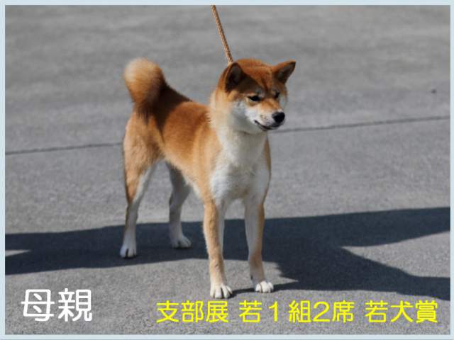 夢翔女号 夢翔女号