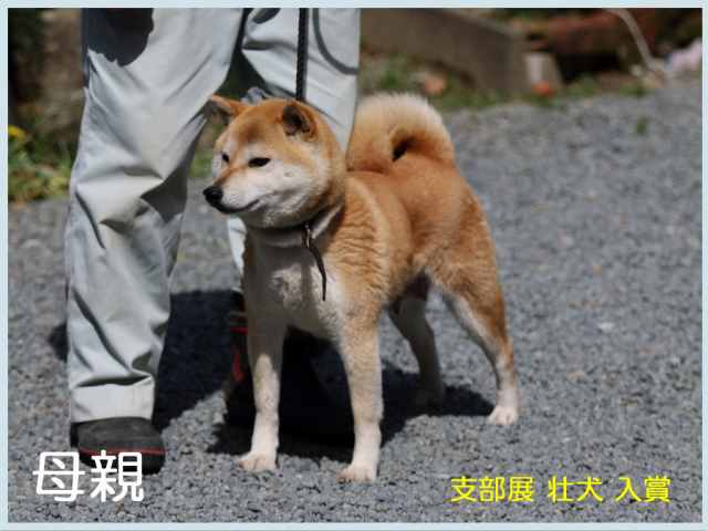 めり号 めり号