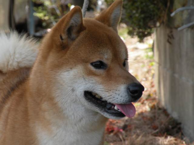 DSCN1232 DSCN1232