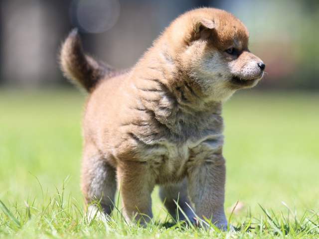 FP5A0333-puppy FP5A0333-puppy