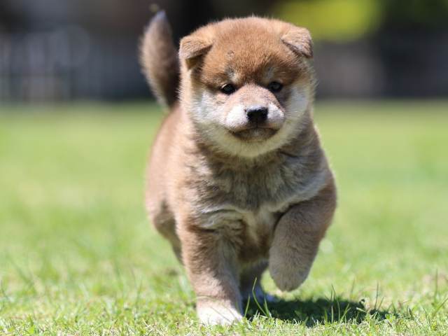 FP5A0390-puppy FP5A0390-puppy