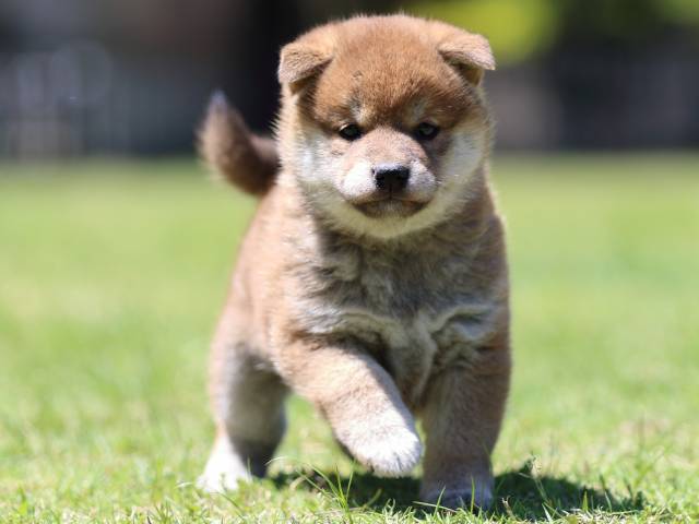 FP5A0391-puppy FP5A0391-puppy
