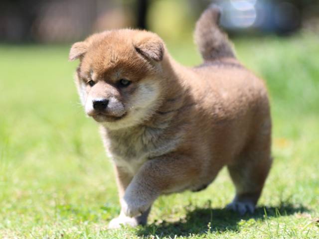 FP5A0436-puppy FP5A0436-puppy