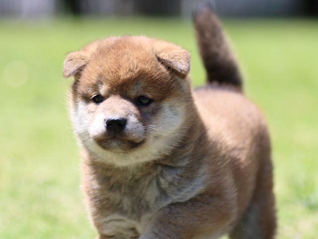FP5A0441-puppy FP5A0441-puppy