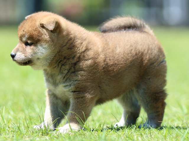 FP5A0470-puppy FP5A0470-puppy