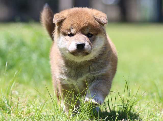 FP5A0559-puppy FP5A0559-puppy
