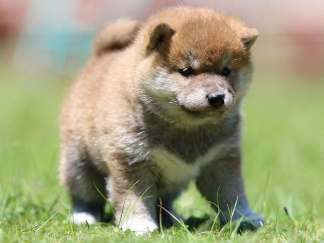 FP5A0644-puppy FP5A0644-puppy