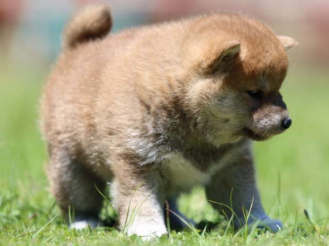 FP5A0647-puppy FP5A0647-puppy