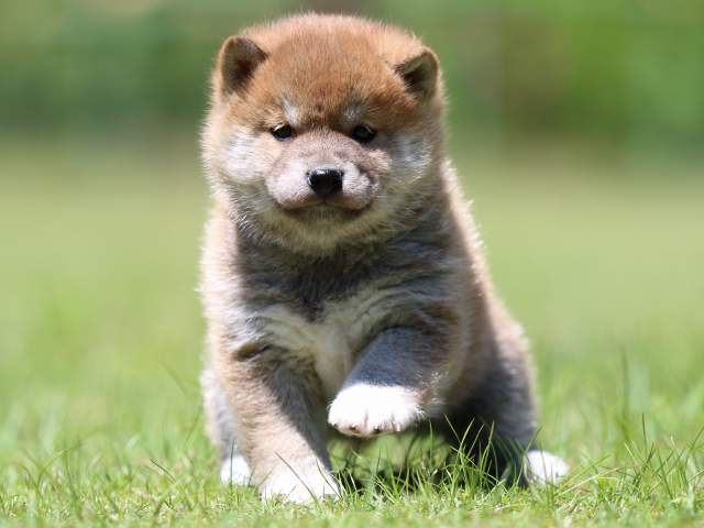 FP5A0679-puppy FP5A0679-puppy