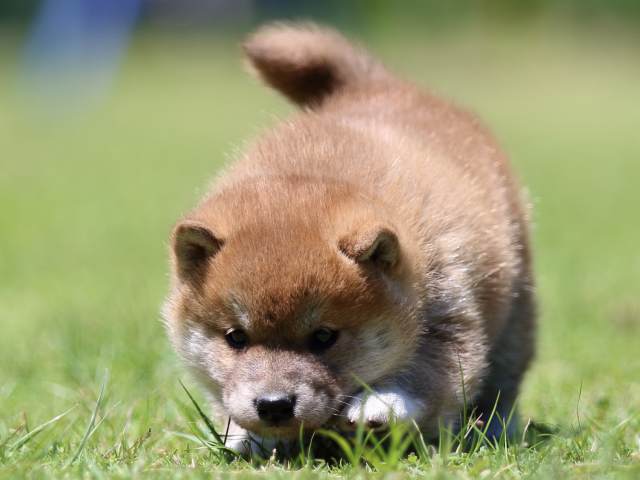 FP5A0696-puppy FP5A0696-puppy