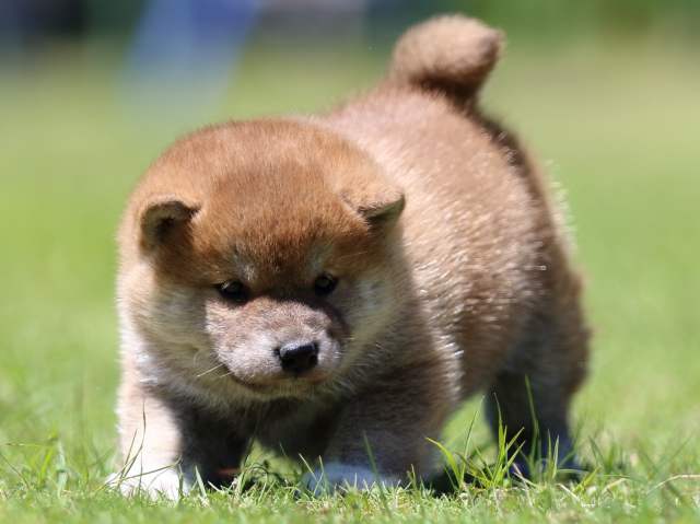 FP5A0700-puppy FP5A0700-puppy