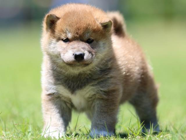 FP5A0728-puppy FP5A0728-puppy