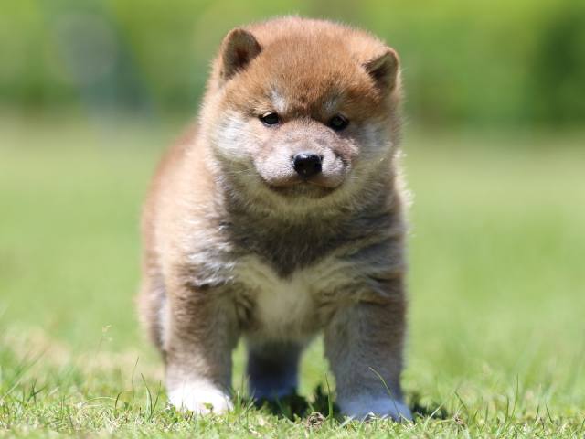 FP5A0747-puppy FP5A0747-puppy