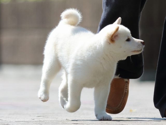 FP5A0759-puppy FP5A0759-puppy