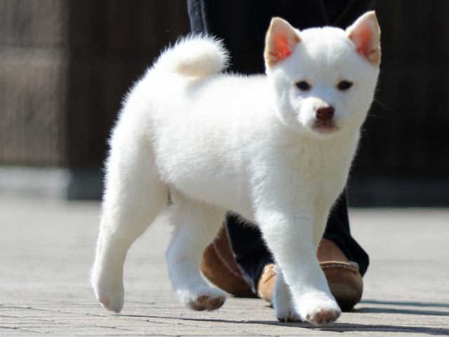 FP5A0775-puppy FP5A0775-puppy