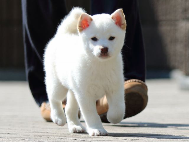 FP5A0777-puppy FP5A0777-puppy
