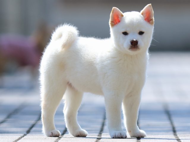 FP5A0807-puppy FP5A0807-puppy