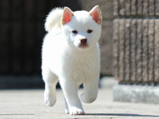 FP5A0819-puppy FP5A0819-puppy