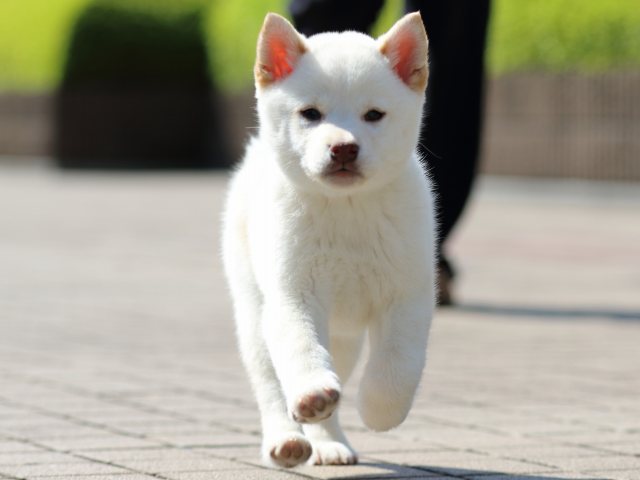 FP5A0847-puppy FP5A0847-puppy