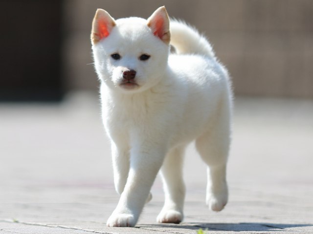 FP5A0874-puppy FP5A0874-puppy