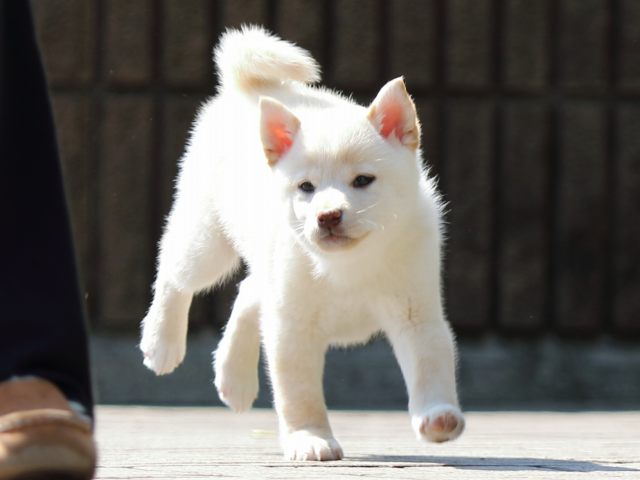 FP5A0956-puppy FP5A0956-puppy