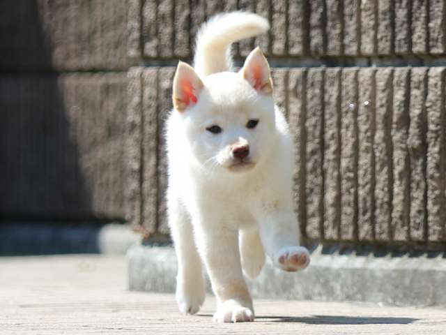 FP5A0982-puppy FP5A0982-puppy