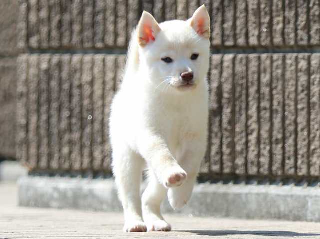 FP5A0984-puppy FP5A0984-puppy