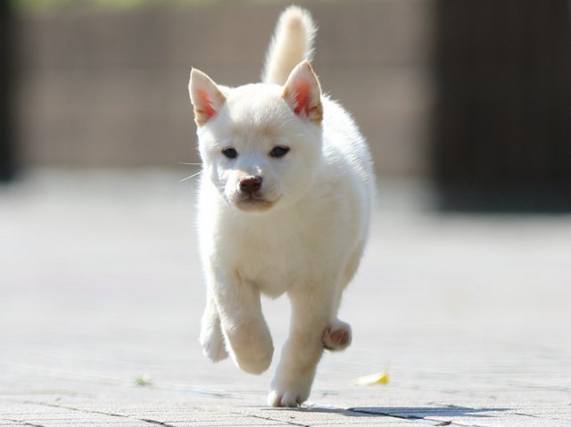 FP5A1035-puppy FP5A1035-puppy