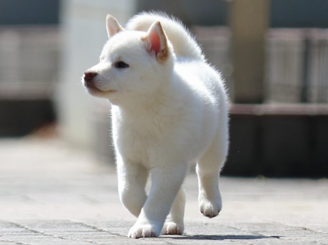 FP5A1167-puppy FP5A1167-puppy