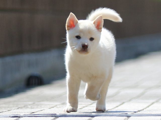 FP5A1179-puppy FP5A1179-puppy