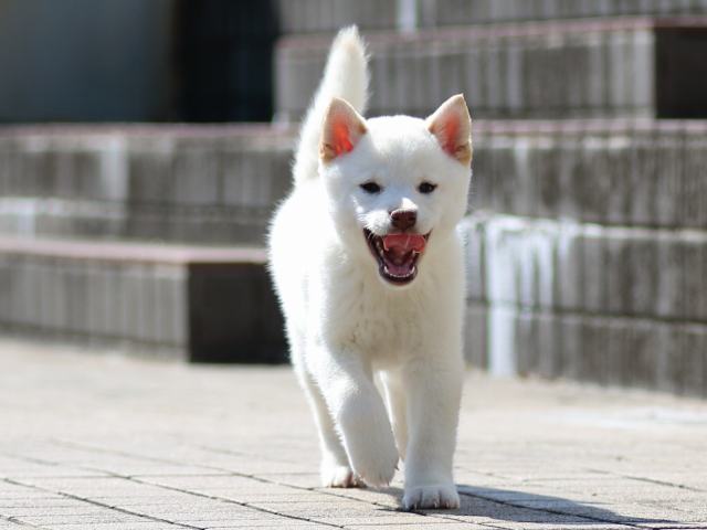 FP5A1215-puppy FP5A1215-puppy