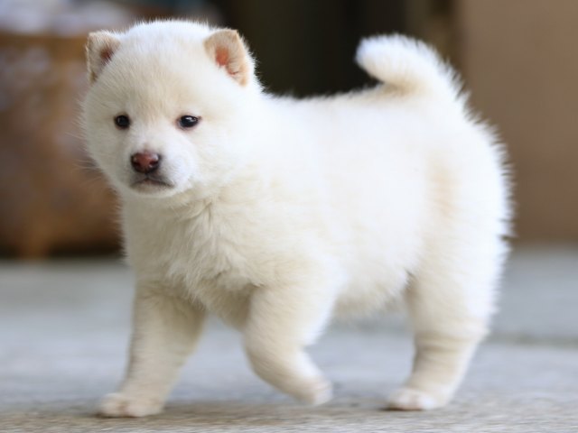 FP5A2100-puppy FP5A2100-puppy