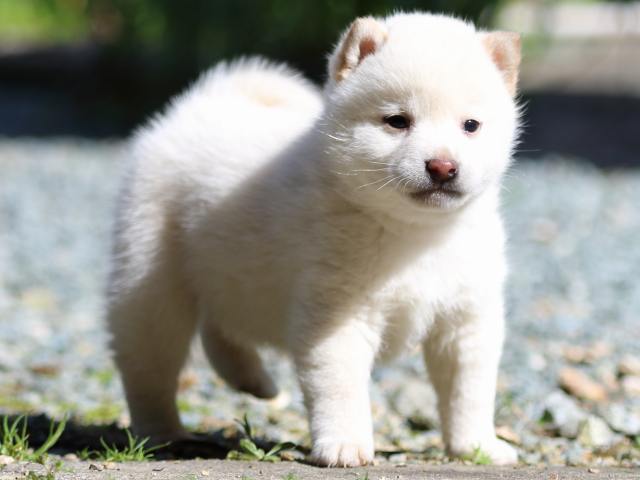 FP5A2131-puppy FP5A2131-puppy