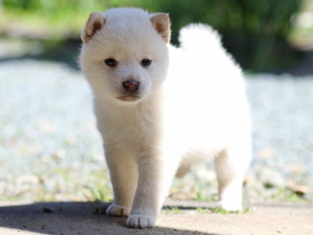 FP5A2144-puppy FP5A2144-puppy